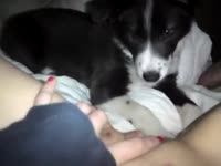Beastiality porn film of amateur babe getting pussy licked by cute dog